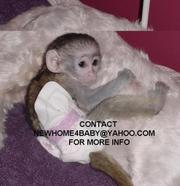 HAND FED BABY CAPUCHIN MONKEYS FOR ADOPTION