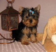 cute tea cup yorkie puppies