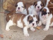 akc english bulldog puppies