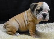 English Bulldog for adoption