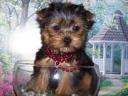  AKC Registered  Yorkie Puppies Ready(sw4474091@gmail.com)