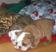 Cute Male and Female English Bulldog Puppies For Adoption.(Xmas)