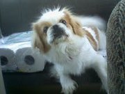 Lola Cutest Pekingese needs home