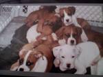 boxer puppies for sale