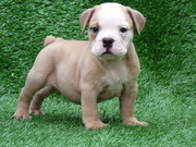 She Is Loyal And True (English Bulldog Puppy)