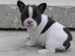 best french bulldog Puppies