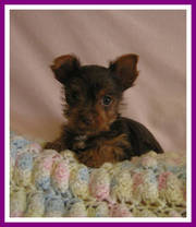 AKC registered Yorkie puppies