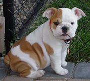  xmas english bulldog puppies available now