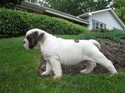  English Bulldog puppies waiting for a new home