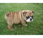 AKC English Bulldog Puppies available