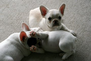 French Bulldogs Puppies Available Now!12weeks old