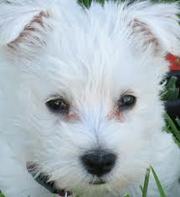 WE HAVE A WEST HIGHLANDER WHITE TERRIER FOR ADOPTION