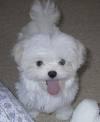 Maltese Puppies For Adoption