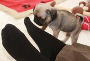 Akc & CKC Precious and Adorable Pug Puppy 