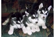 Siberian Husky puppy for sale