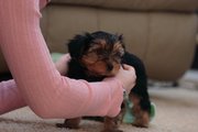 Yorkshire terrier puppies for adoption