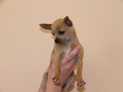 Christmas Chihuahua Looking for Re-homing.