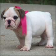  English bulldog puppies for Christmas