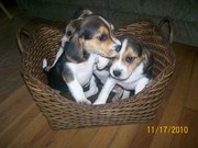 akc beagle puppies very cute  