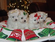 Pretty Male And Femae Maltese Puppies