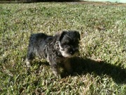 AKC Miniature Schnauzer Puppies