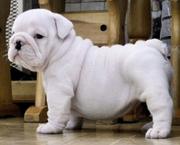 CUTE ENGLISH BULLDOG PUPPIES FOR ADOPTION THIS XMASS