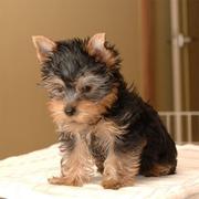 Tea Cup Yorkie Free Adoption.(emmalexpets@yahoo.com)