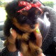 Gorgeous AKC Yorkie Puppy.