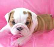 Healthy Adorable ENGLISH BULLDOG Puppies For ADOPTION