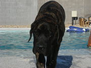 English Mastiff-Male for sale in Phoenix