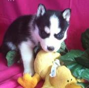  Beautiful AKC Siberian Husky puppies