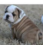 AKC registered, Bulldogs For Sale