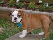 female english bulldog puppy for adoption$70