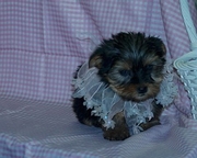 Yorkshire Terrier Puppy