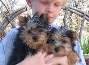 Teacup yorkies for adoption.