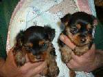 AKC Yorkshire Terrier Puppies