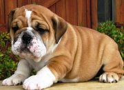 adorable english bulldog puppies for adoption