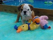 Lovely English bulldog Puppy For Adoption $150