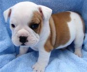 Healthy English Bulldog Puppies For Adoption