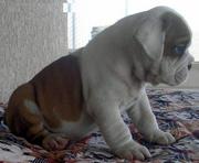 Bulldog puppies for sale