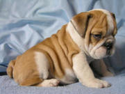 Quality English Bulldog Puppies For Adoption