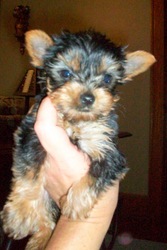 Yorkshire Terrier Females . For Sale NE OHIO Yorkie Puppi