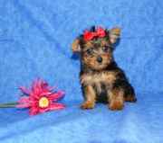 Yorkie Puppies For Free Adoption