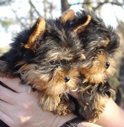 AKC Registered Yorkie Puppies