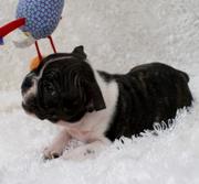 Healthy AKC Boston/Bulldog puppies