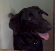 Black Lab Mix,  One Yr. Old,  Shadow