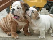 CHAMPION ENGLISH BULLDOG PUPPIES FOR ADOPTION