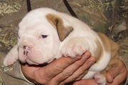 Interligent English Bulldog Puppies for adoption.