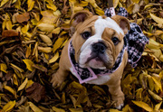 well trained english bulldog for free adoption