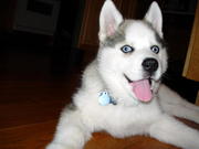 loving husky puppy for adoption